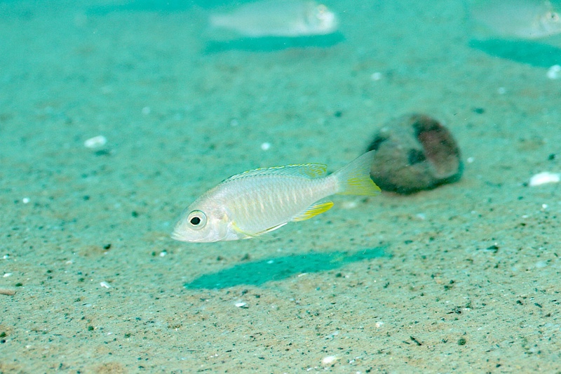 Placidochromis sp. 'blue otter' Mitande Reef (Rocks)